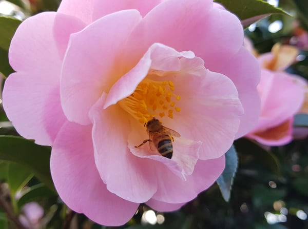 Leg day at the gym! A busy bee hard at work collecting bounty from a blooming Camellia Sasanqua blossom. 💗