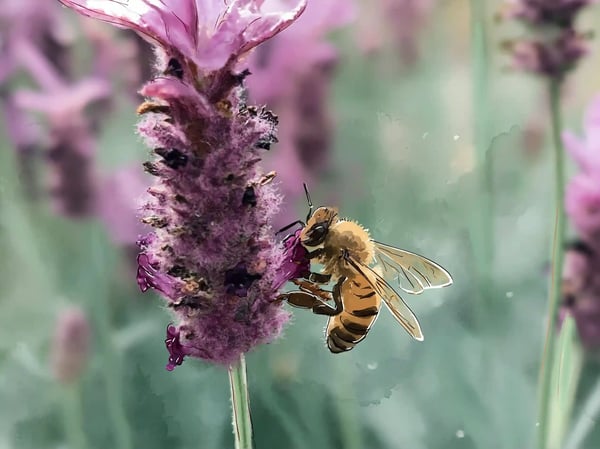 Transform your yard into a low-maintenance summer haven. Discover flowering gardens, buzzing pollinators, and delightful lavender borders. 🪻🐝